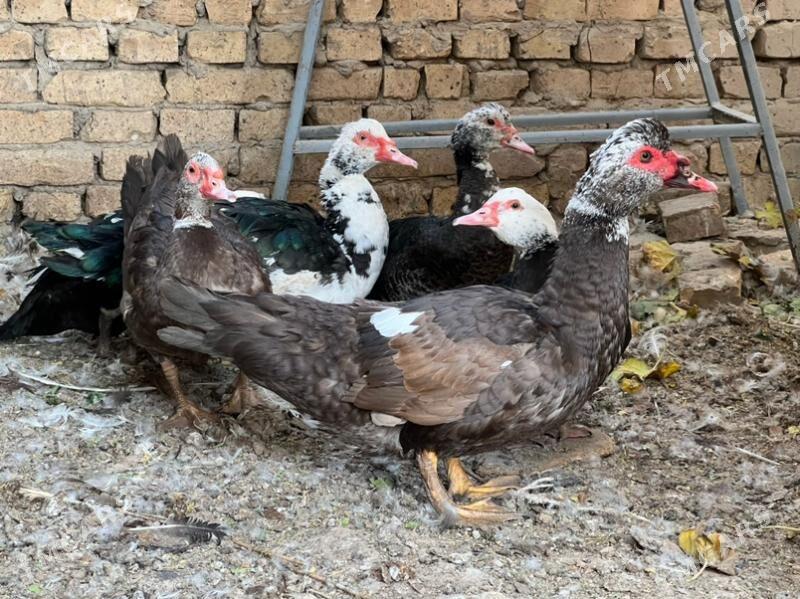 ördek - Туркменабат - img 3