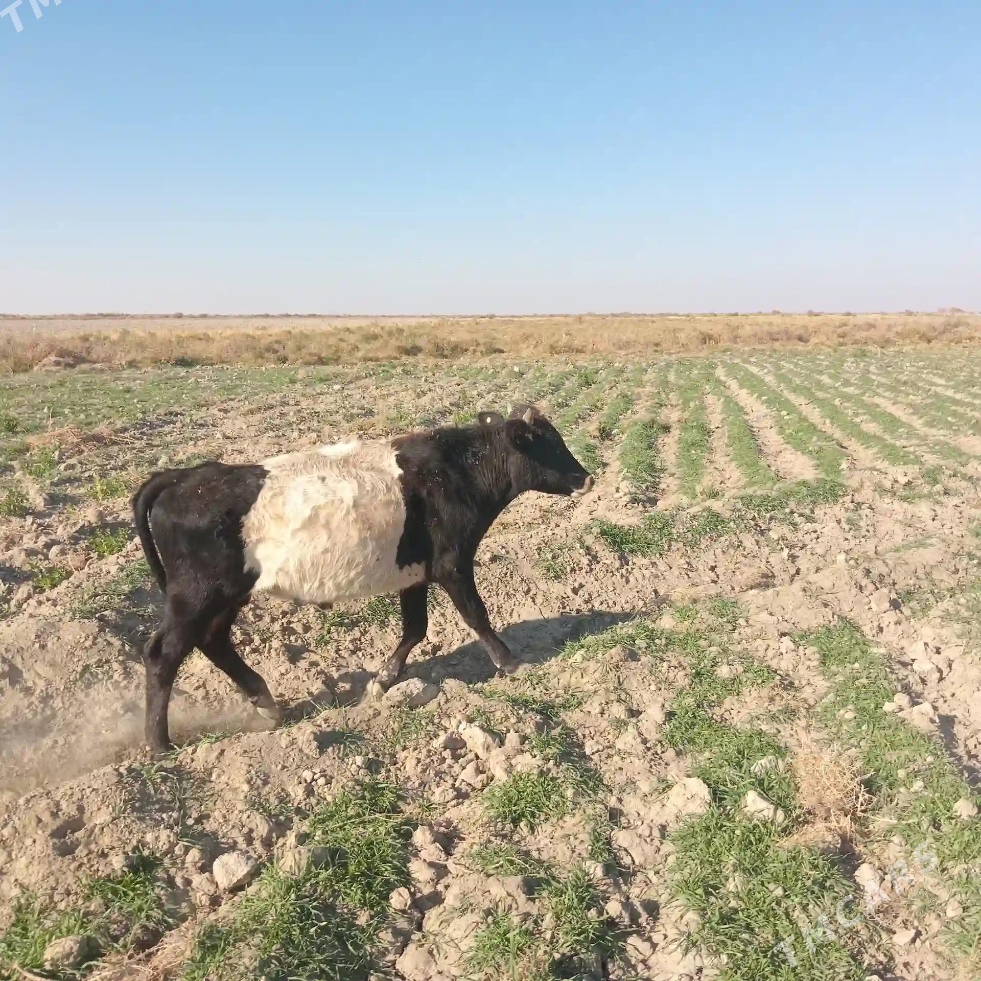 Öküz - Кака - img 9