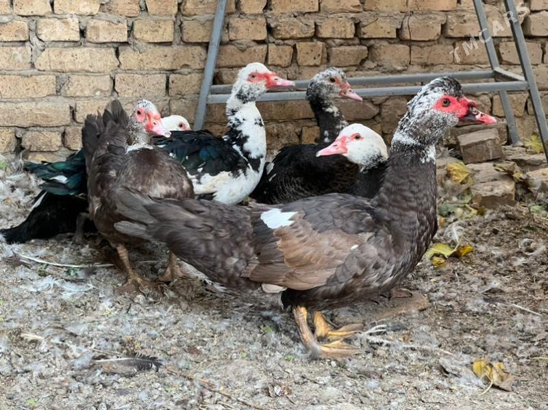 ördek - Туркменабат - img 4