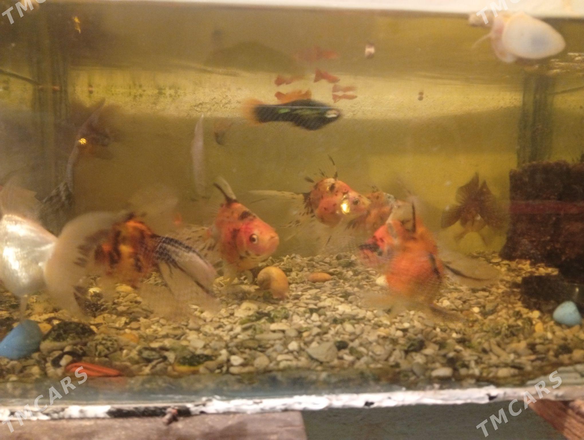 zalatoý - Дашогуз - img 2