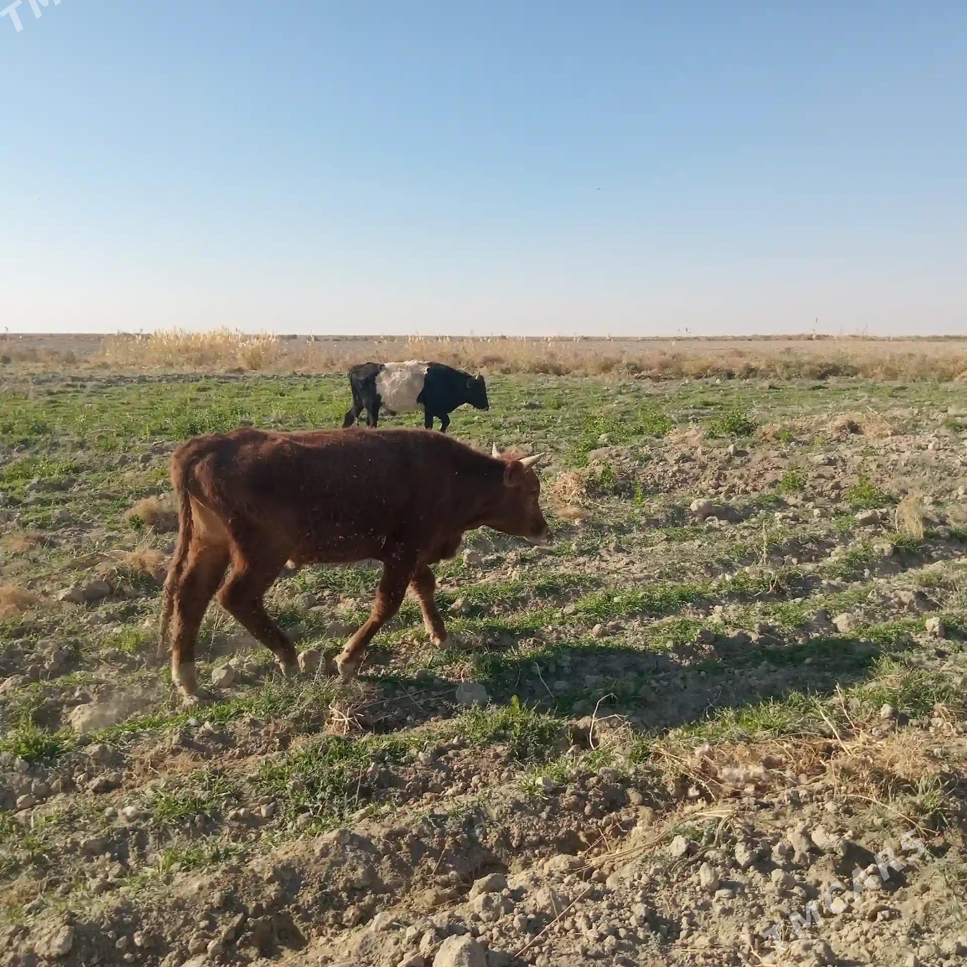 Öküz - Кака - img 8