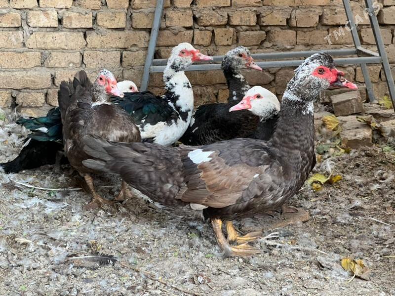 ördek - Туркменабат - img 5