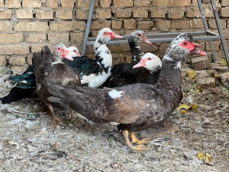 ördek - Туркменабат - img 6