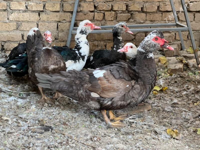 ördek - Туркменабат - img 2