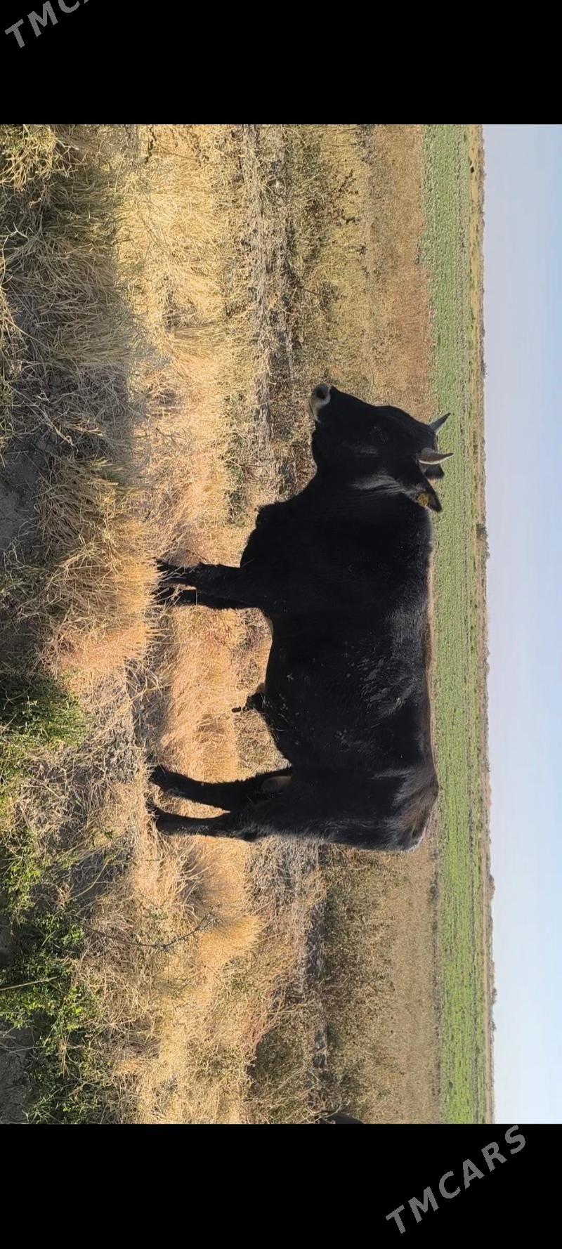 Öküz - Кака - img 10