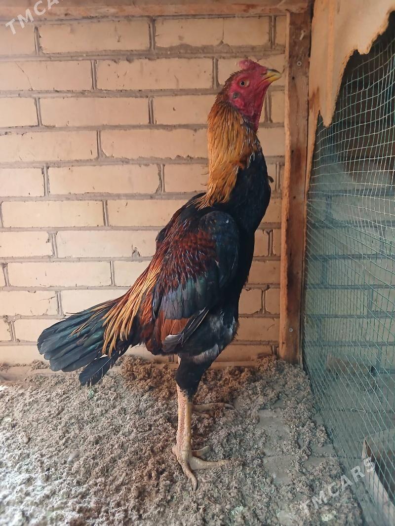 horaz - Туркменабат - img 1