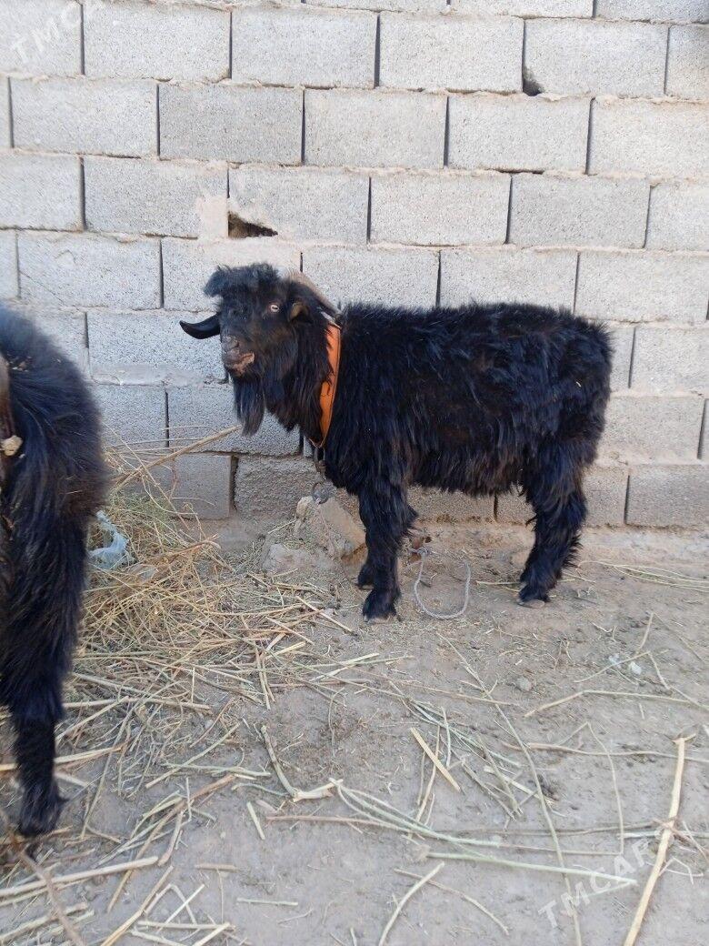 oy haywanlari - Gurbansoltan Eje - img 1