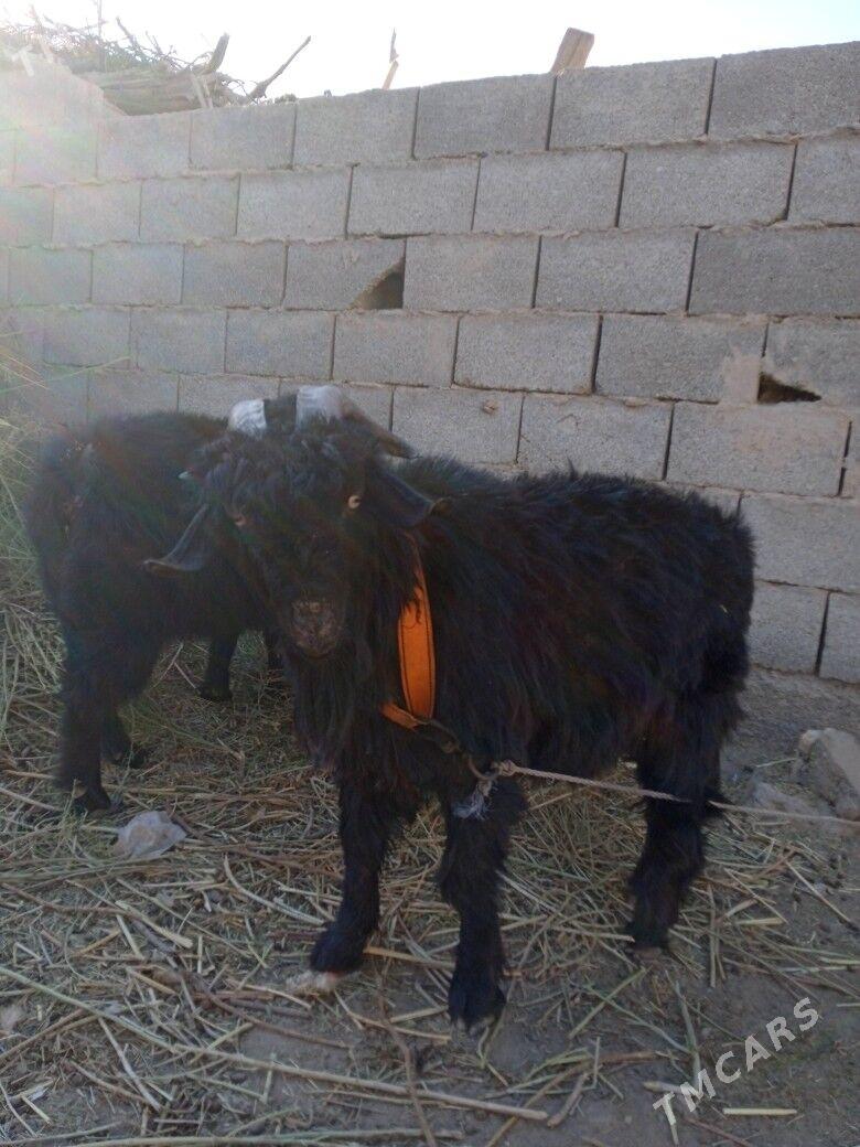 oy haywanlari - Gurbansoltan Eje - img 2