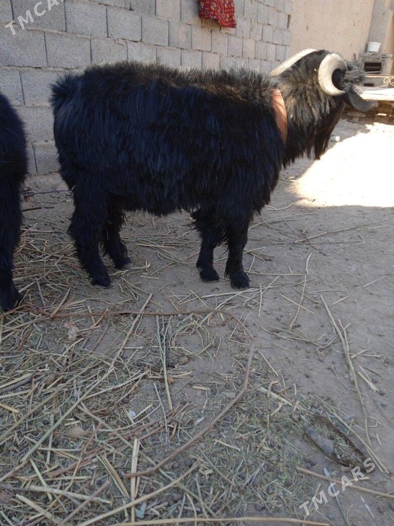 oy haywanlari - Gurbansoltan Eje - img 3