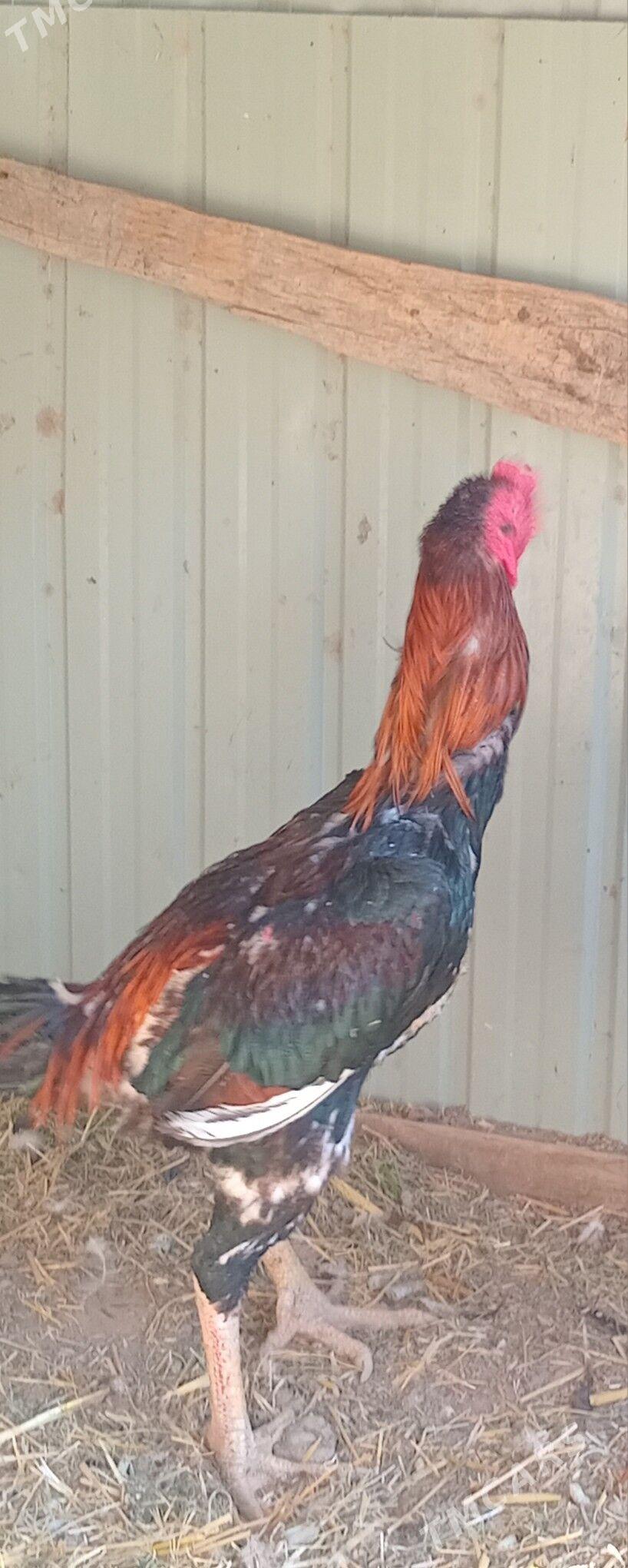 bayes horaz - Kaka - img 2