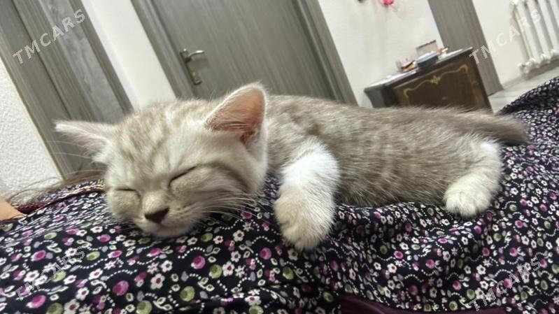 pisik - Türkmenbaşy - img 2