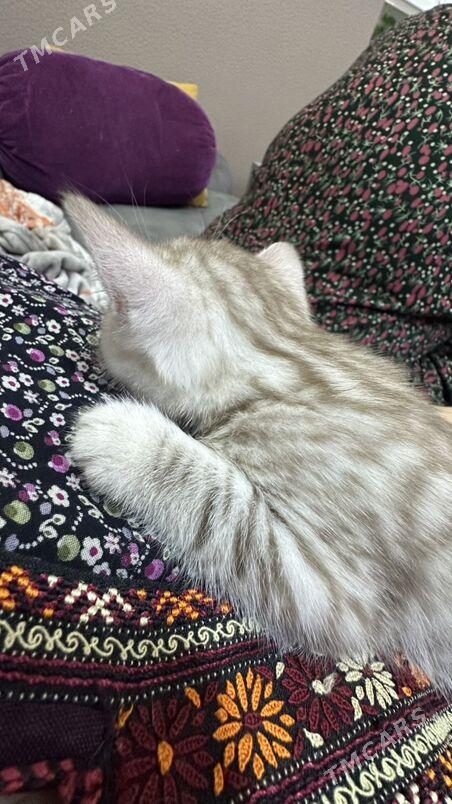 pisik - Türkmenbaşy - img 4