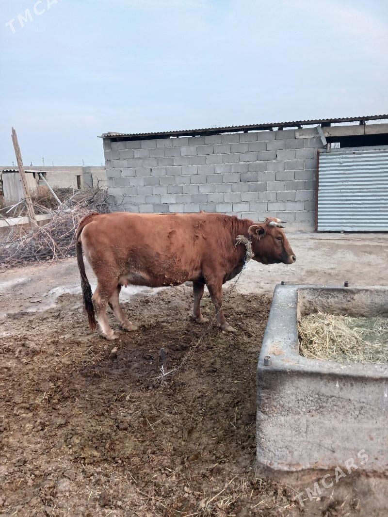 sygyr - Бахарден - img 2