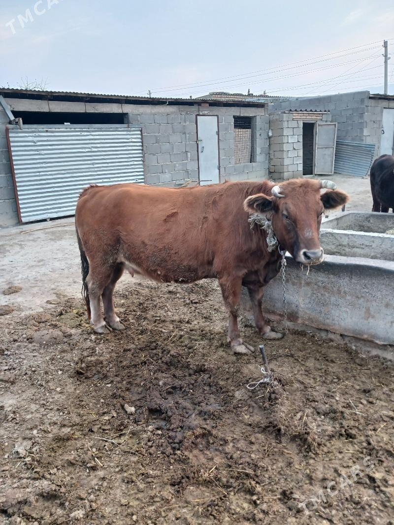 sygyr - Бахарден - img 3