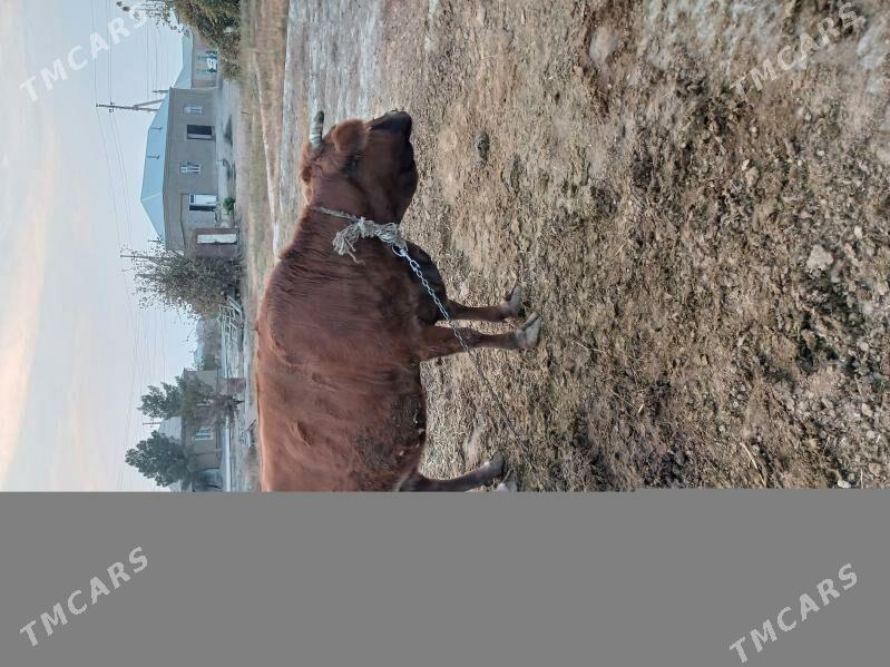 sygyr - Бахарден - img 4