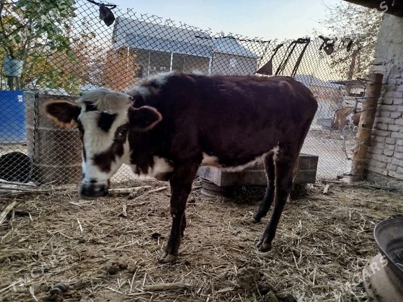 ulu mallar - Векильбазар - img 3