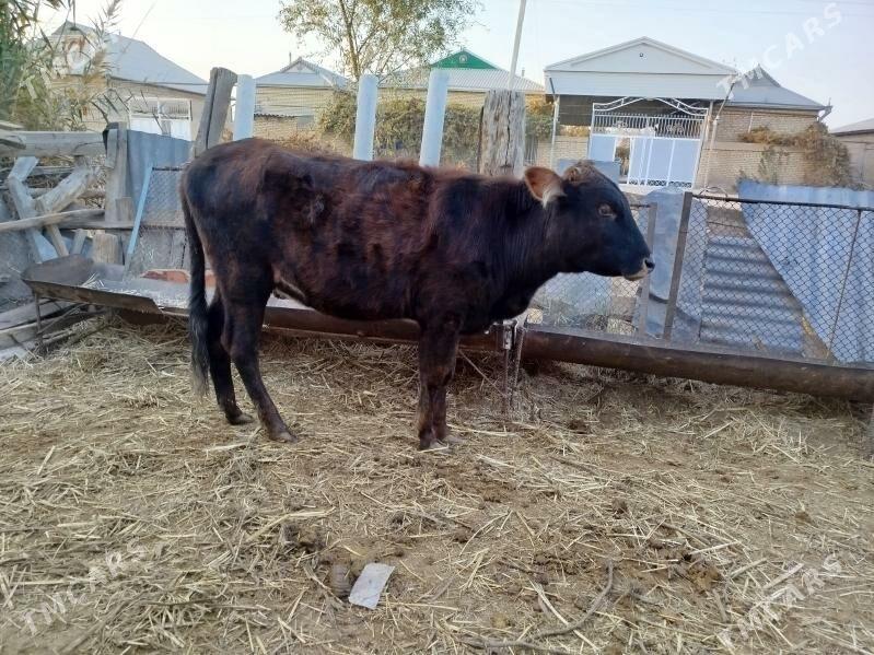 ulu mallar - Векильбазар - img 6