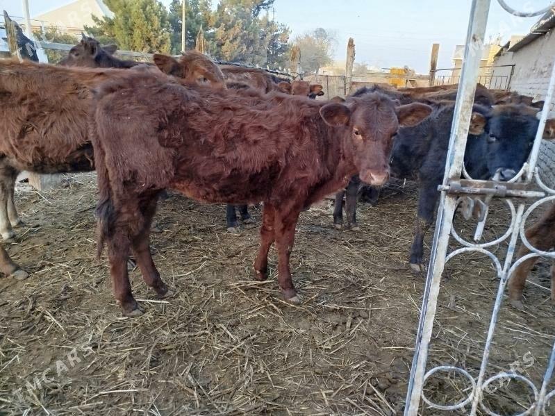 ulu mallar - Векильбазар - img 5