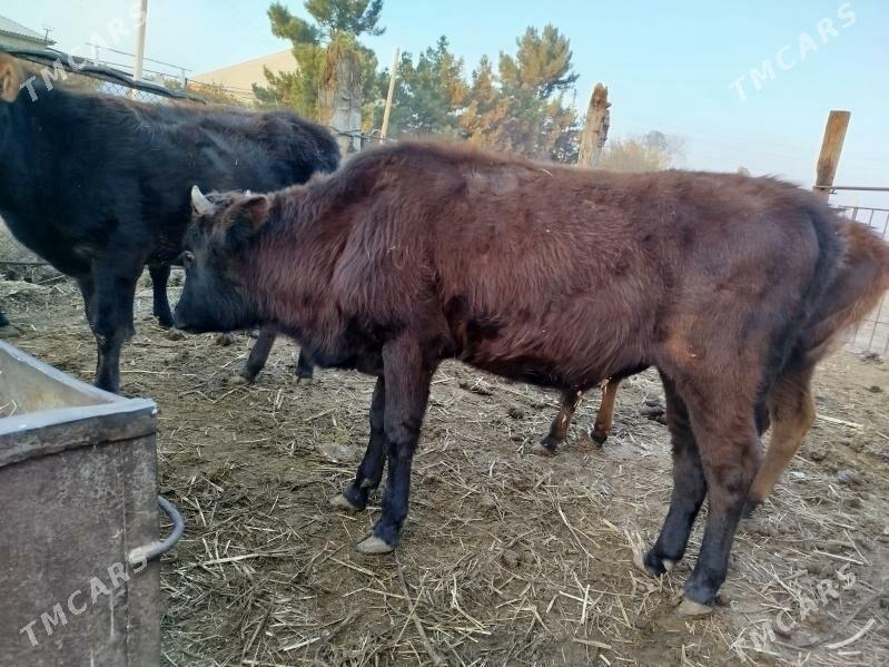 ulu mallar - Векильбазар - img 2