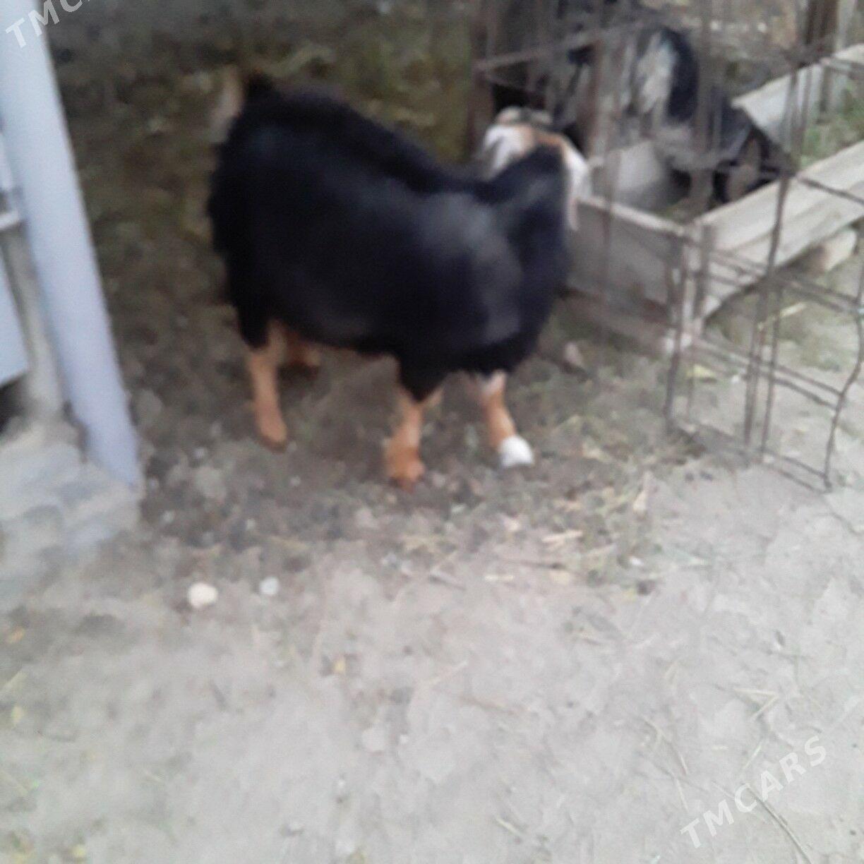 çewiş - Бузмеин - img 3