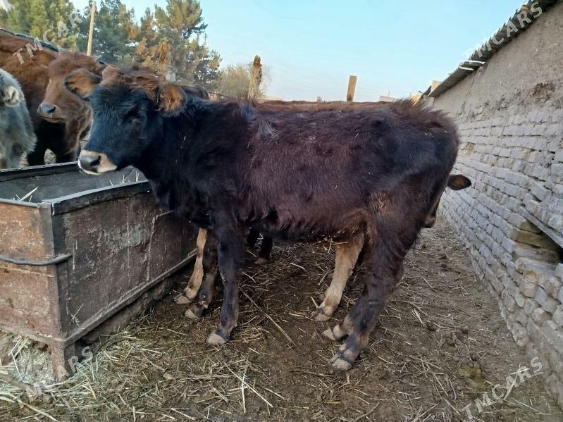 ulu mallar - Векильбазар - img 4