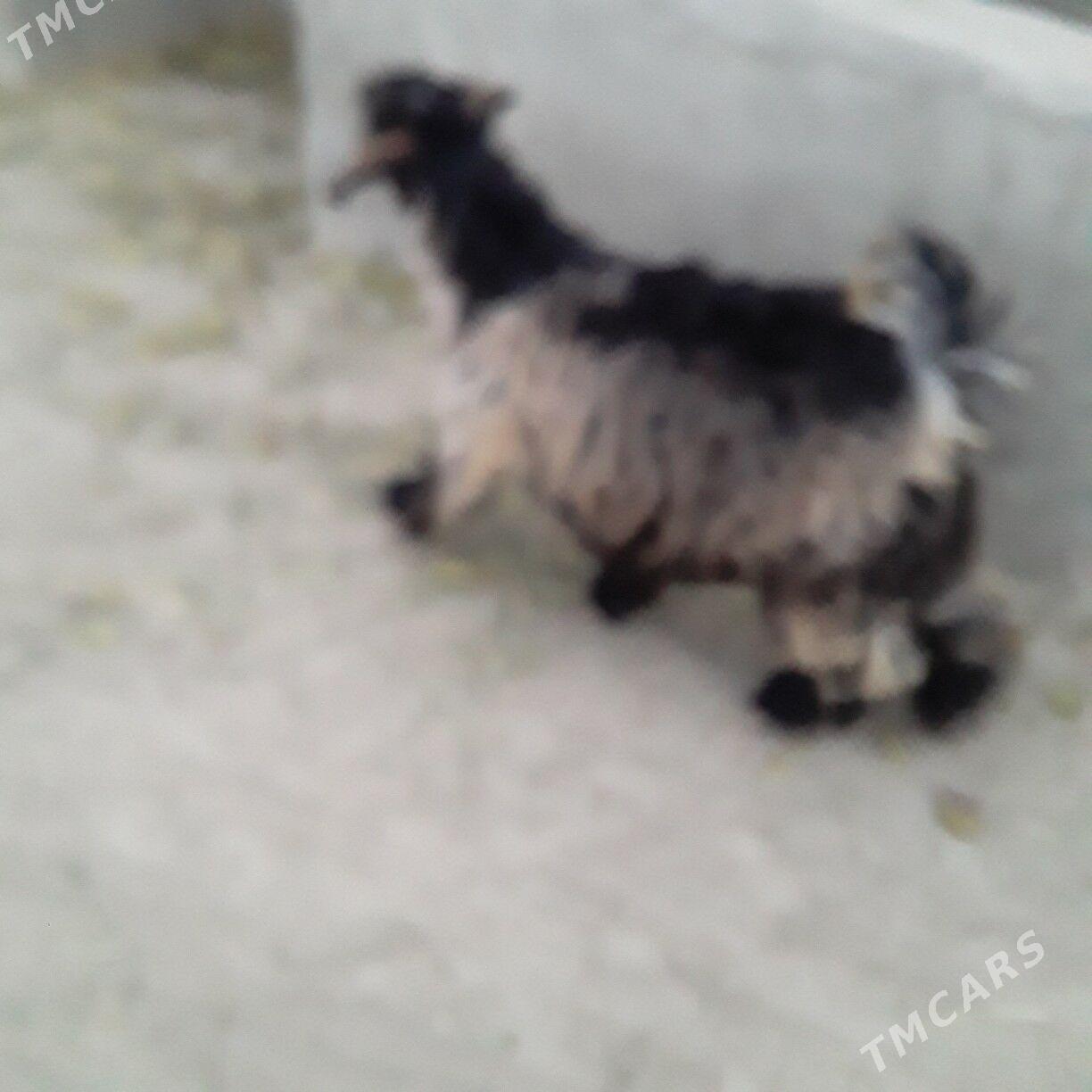 çewiş - Бузмеин - img 2