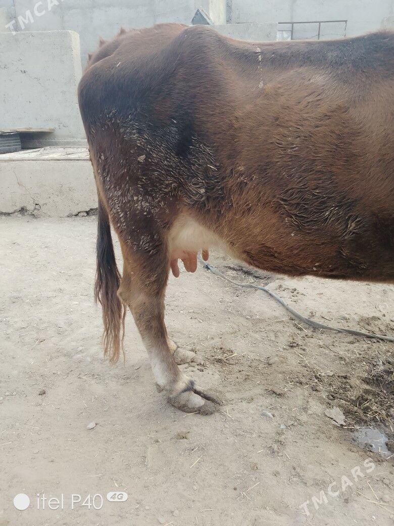 goleli sygyr - Balkanabat - img 4