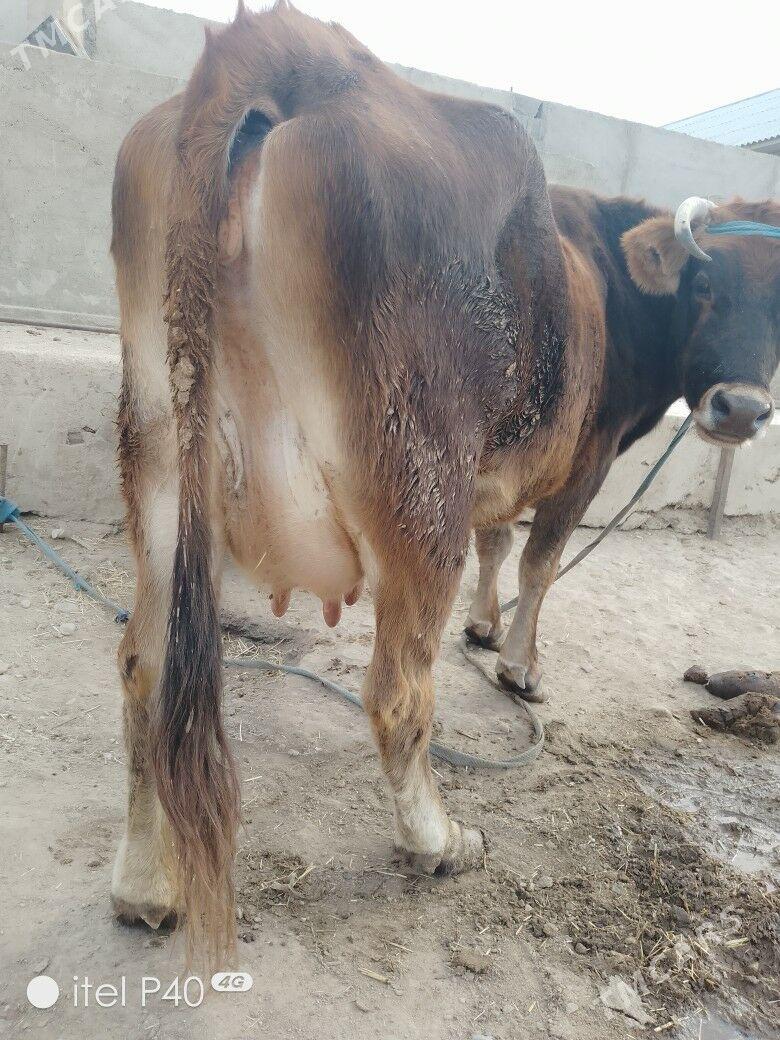 goleli sygyr - Balkanabat - img 2