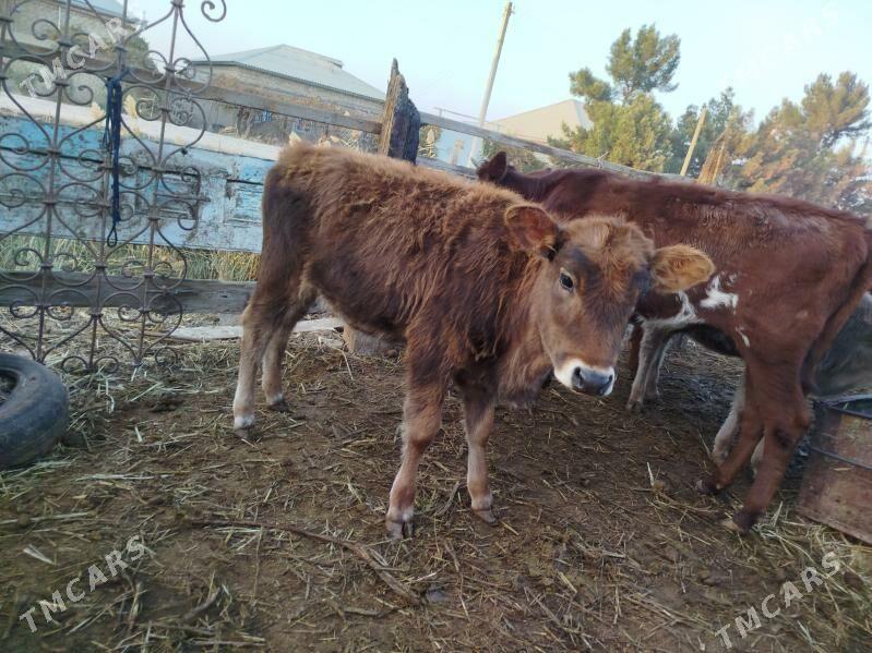 ulu mallar - Векильбазар - img 7