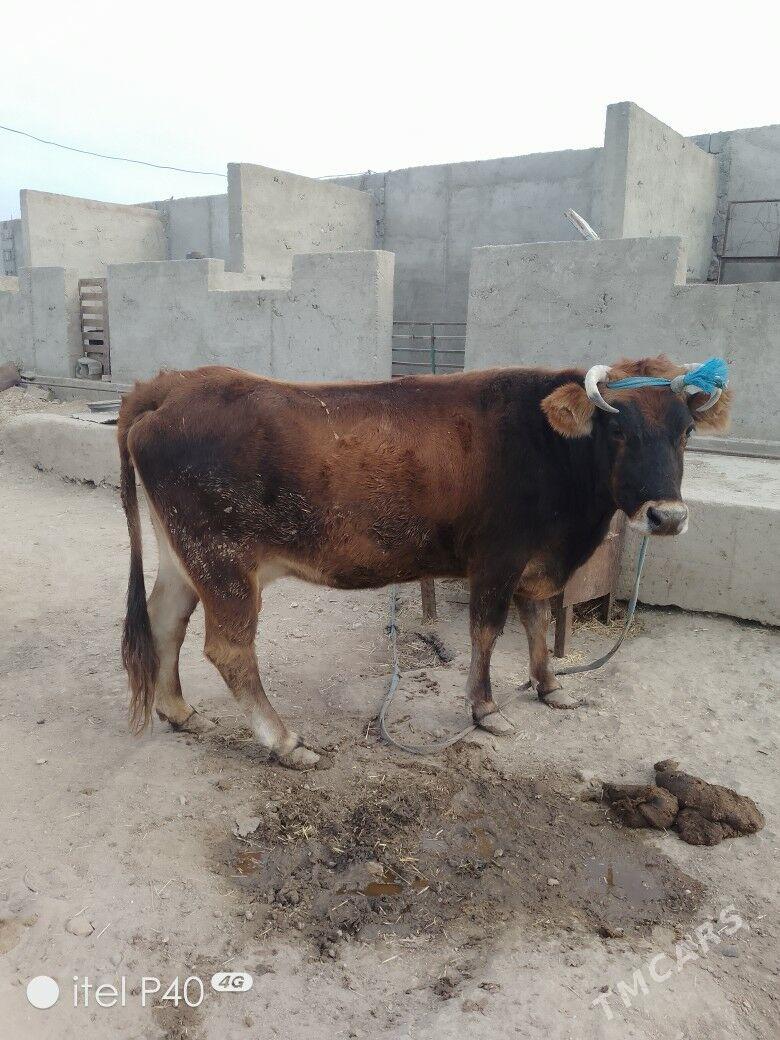 goleli sygyr - Balkanabat - img 3