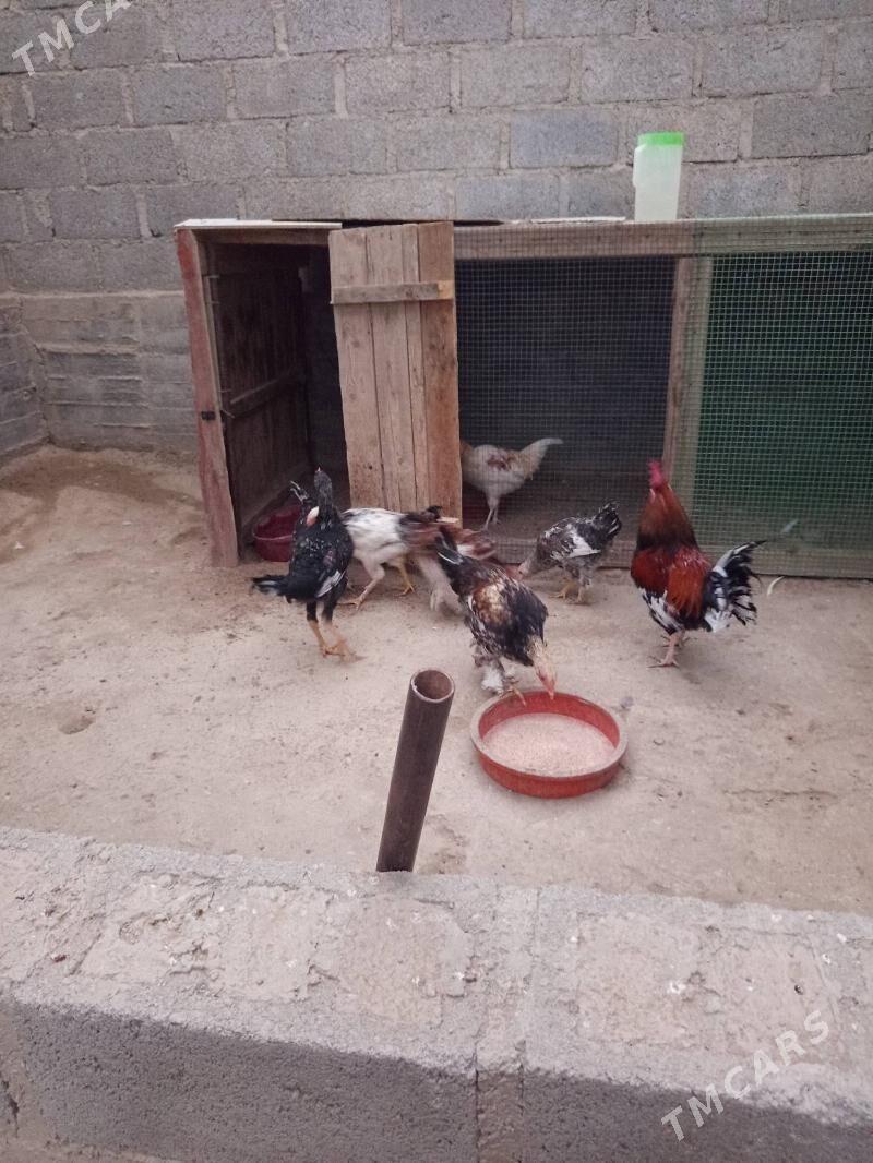 towuklar - Gumdag - img 2