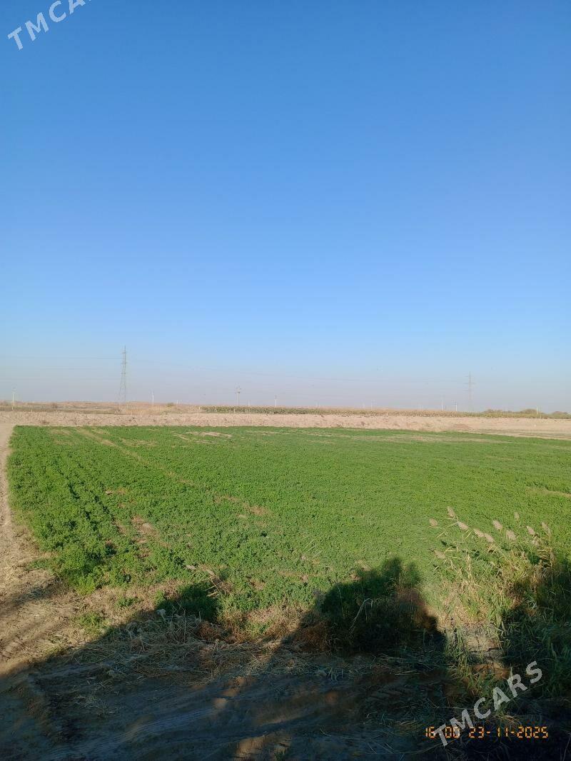 gekdar ekin ýer - Бузмеин - img 2