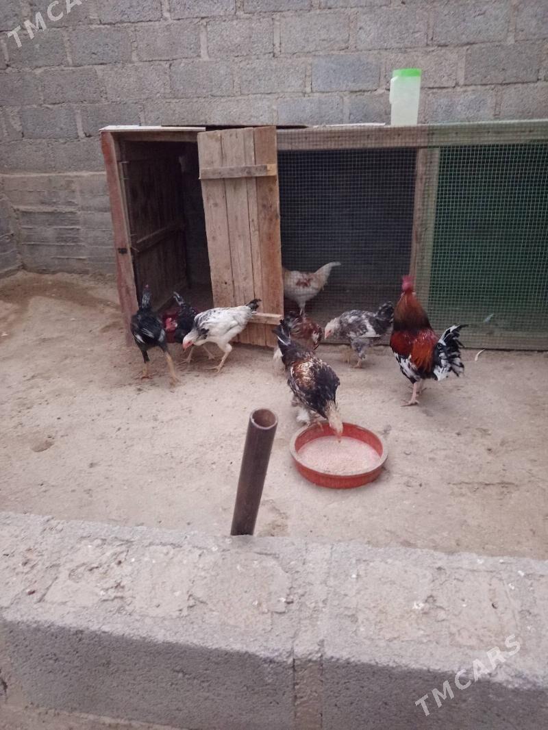 towuklar - Gumdag - img 3