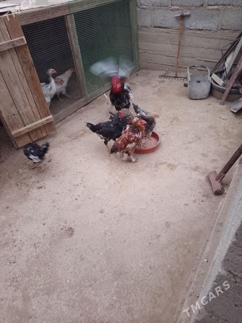 towuklar - Gumdag - img 4