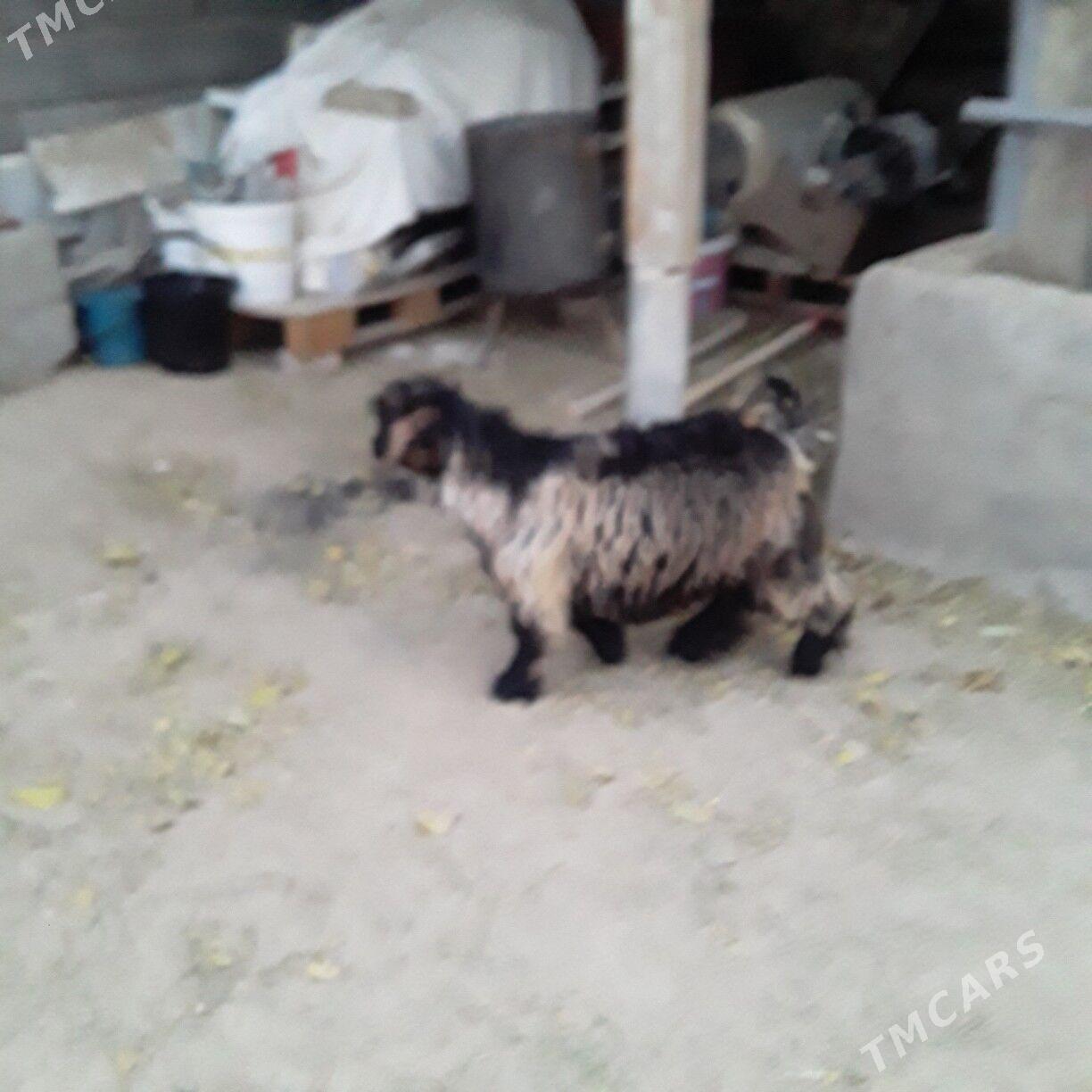 çewiş - Бузмеин - img 4