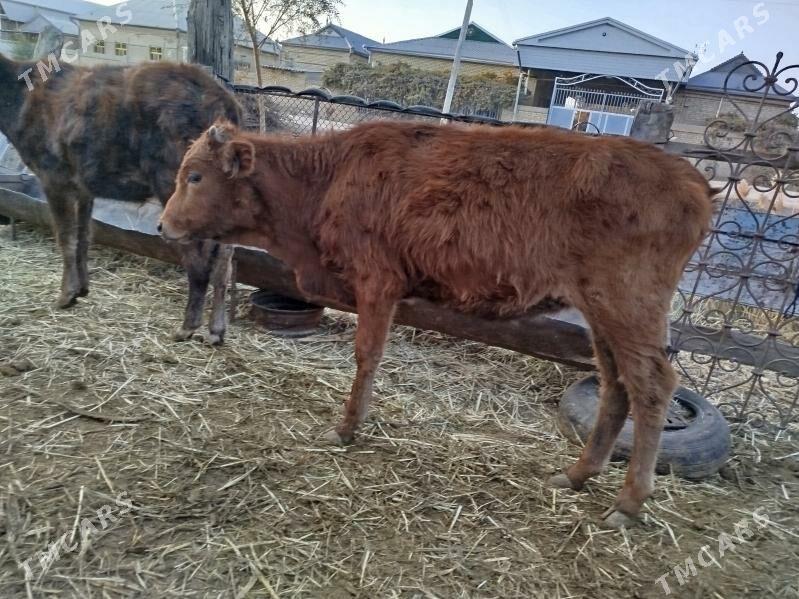 ulu mallar - Векильбазар - img 8