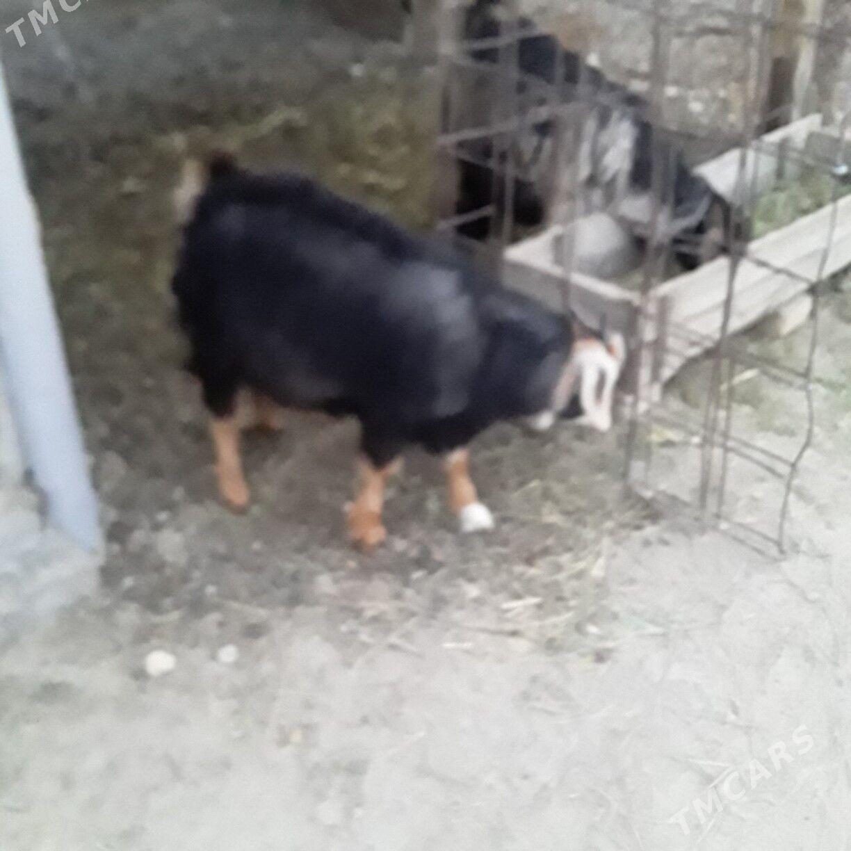 çewiş - Бузмеин - img 1