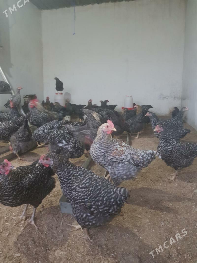 Daminant 7 aýlyk towuklar - Büzmeýin GRES - img 2