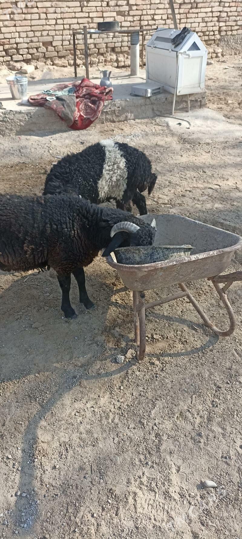 tokly - Mary - img 2