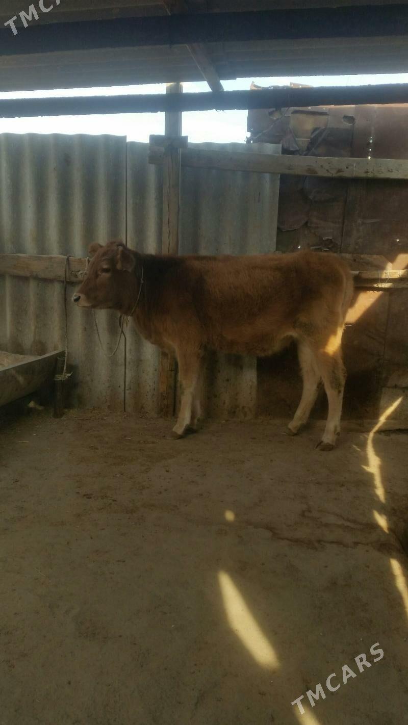 Tuwe tohum - Gyzylarbat - img 2