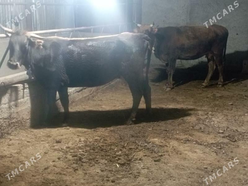 3 sany gysyr Sygyr - Gökdepe - img 2