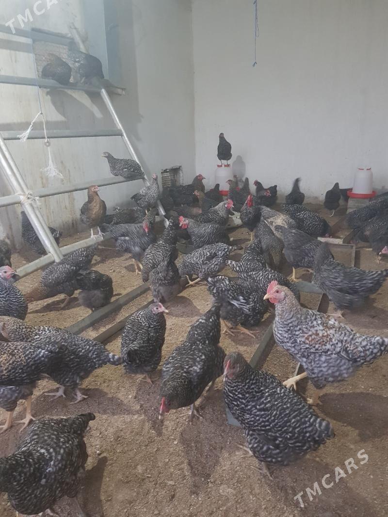 Daminant 7 aýlyk towuklar - Büzmeýin GRES - img 3