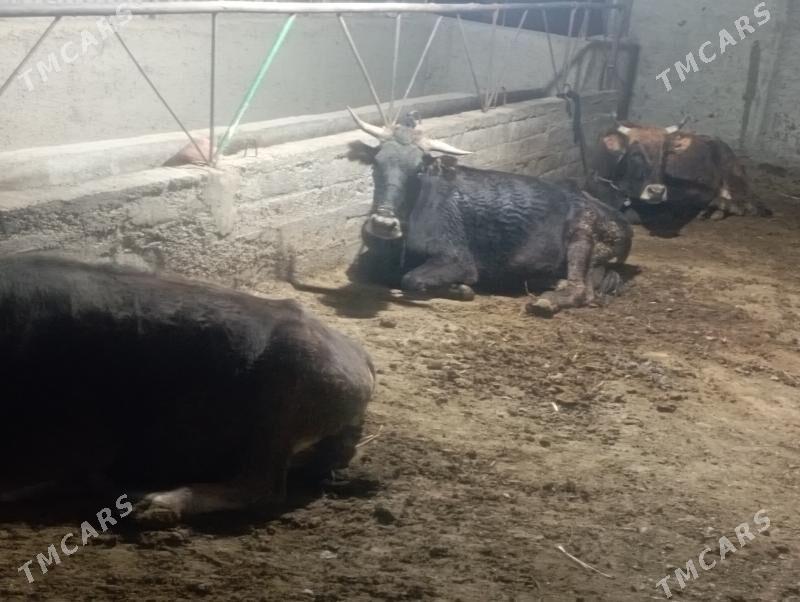 3 sany gysyr Sygyr - Gökdepe - img 3