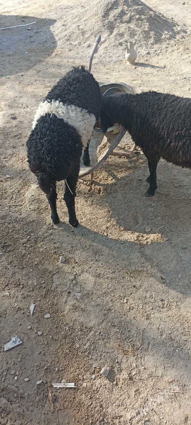 tokly - Mary - img 3