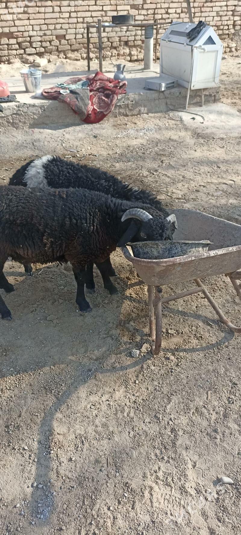 tokly - Mary - img 4