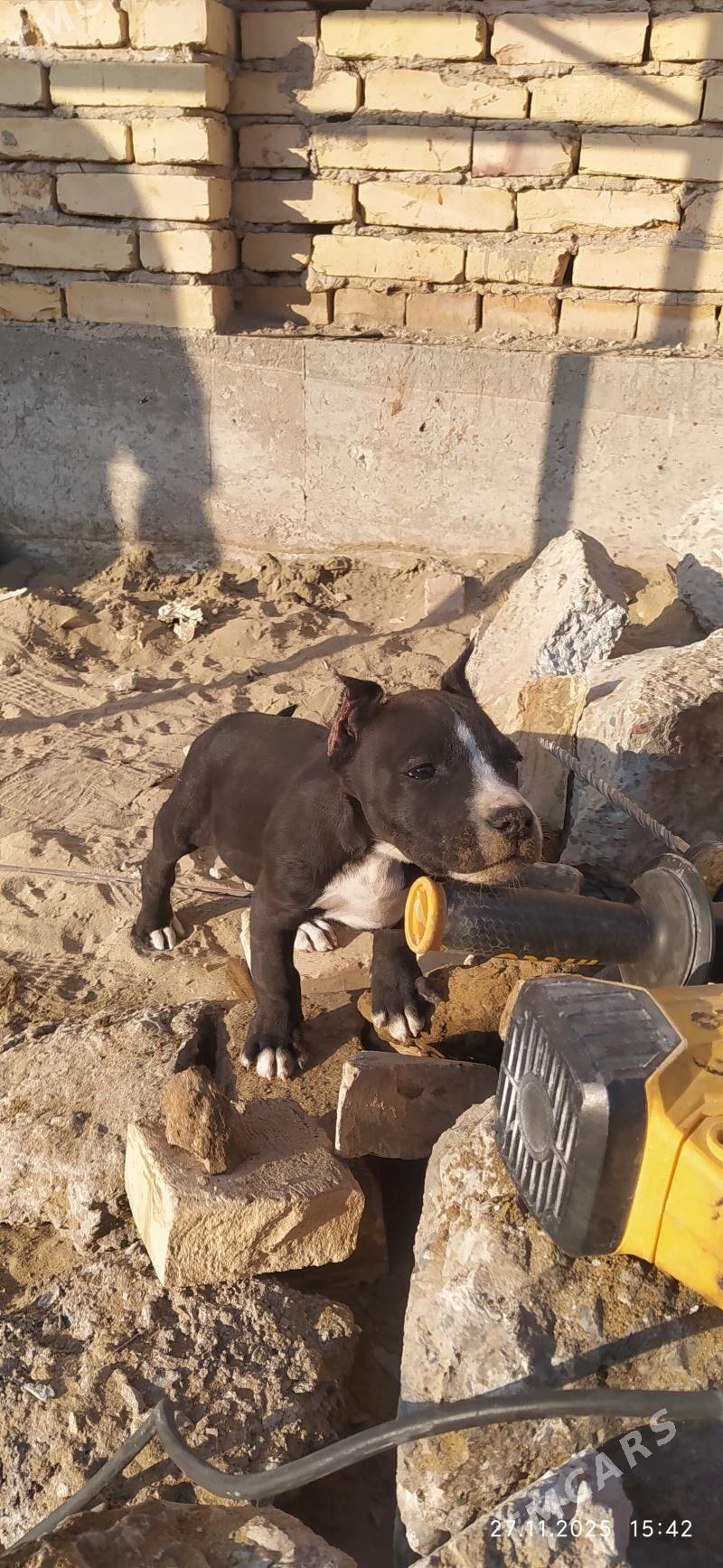 pitbul - Сейди - img 3