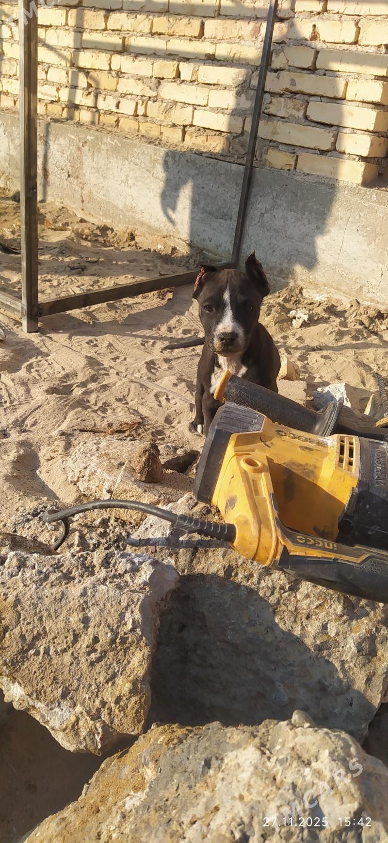 pitbul - Сейди - img 2