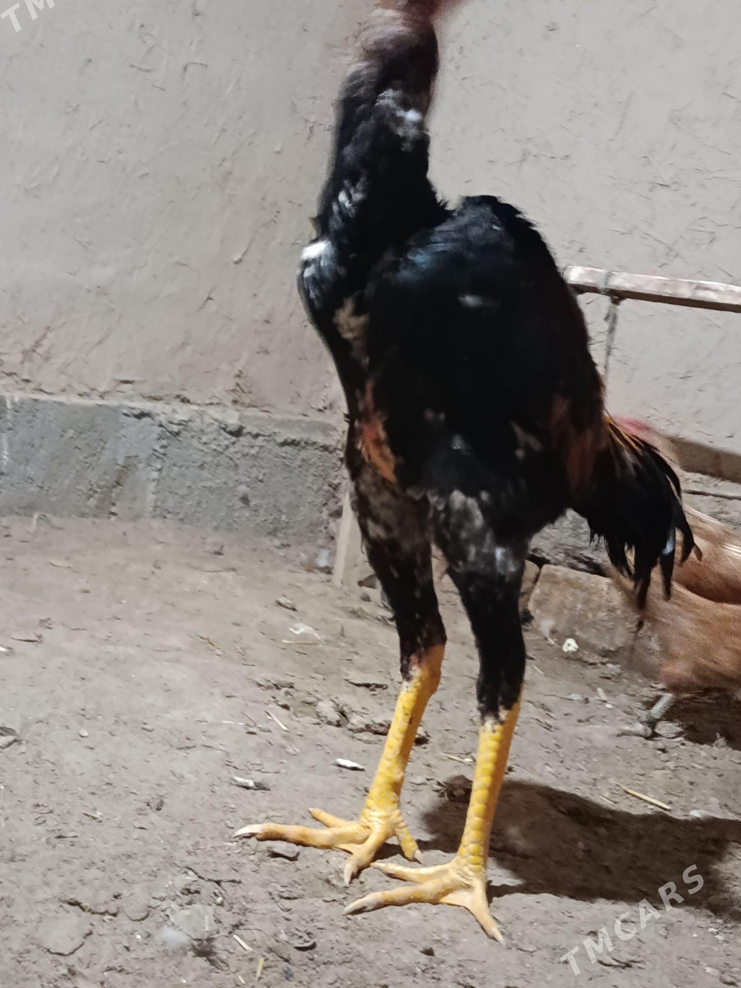 paroda horaz - Gurbansoltan Eje - img 2