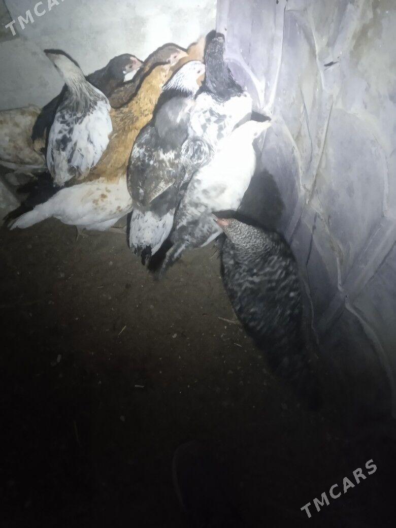 towuk - Balkanabat - img 5