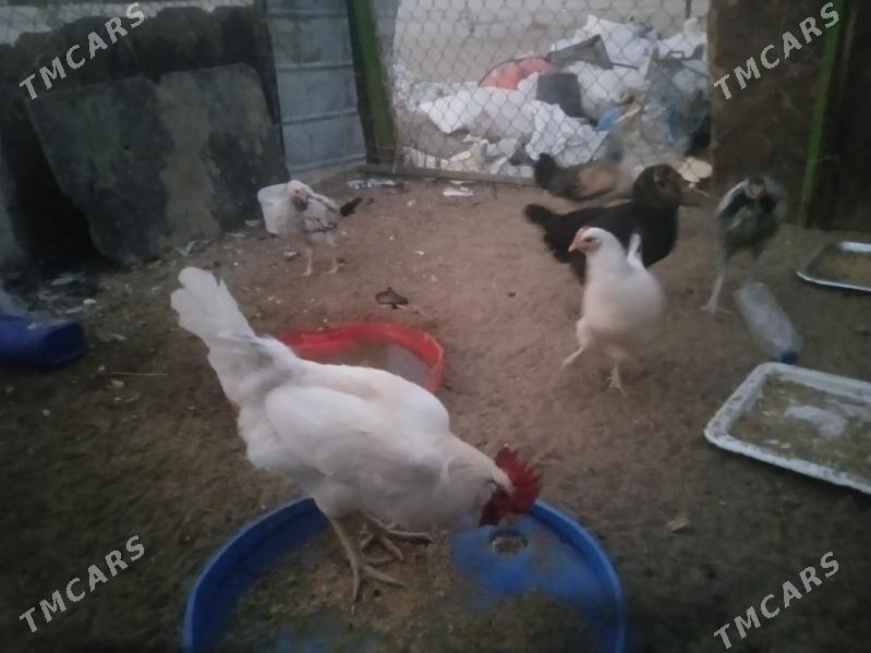 towuk - Balkanabat - img 7